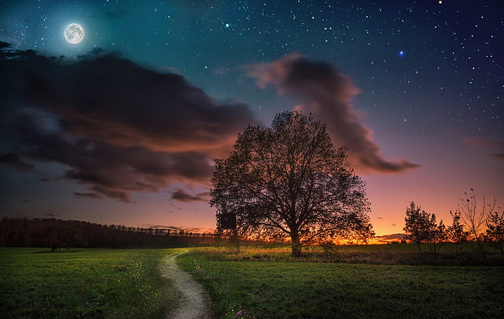 the-sky-sunset-night-tree-wallpaper-preview.jpg