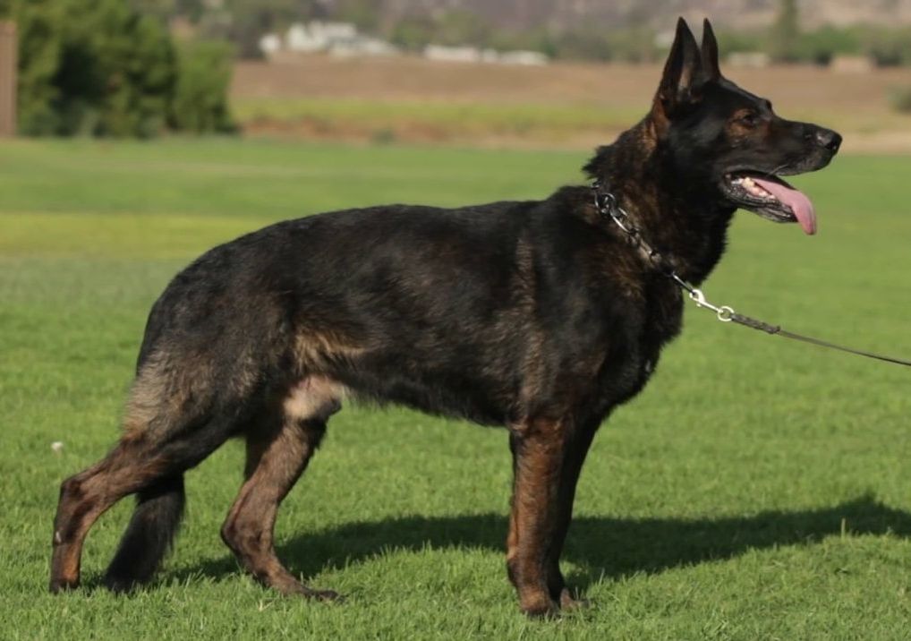 the-working-line-german-shepherd.jpg