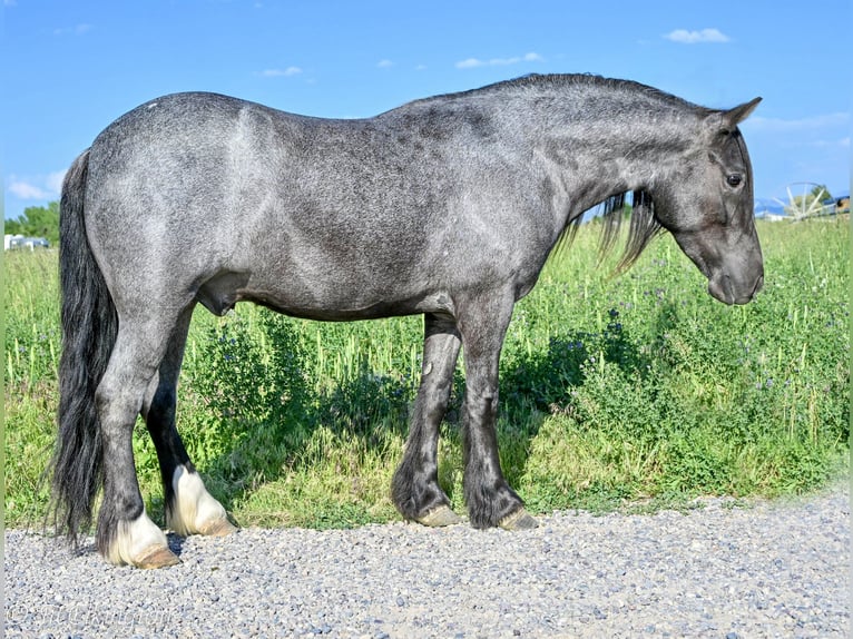 tinker-hongre-4ans-130-cm-rouan-bleu-trailhorses-chevaux-de-spectacle-chevaux-de-loisir-attela...jpg
