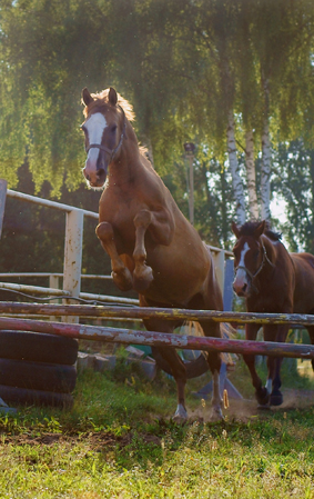 Тюнь и Кэп в шпрингартене.jpg