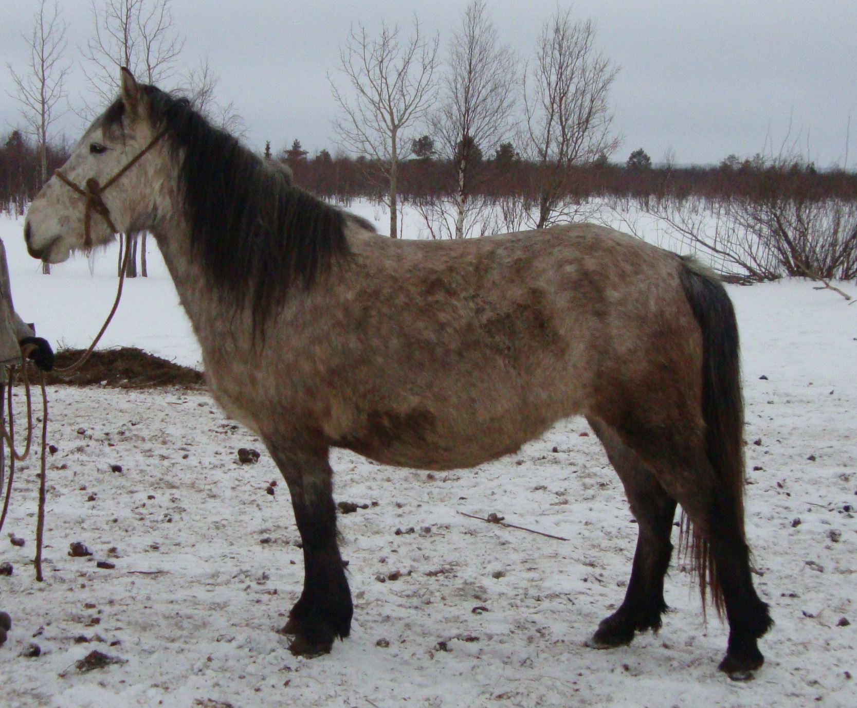 Трескунья 2010 г.р..jpg