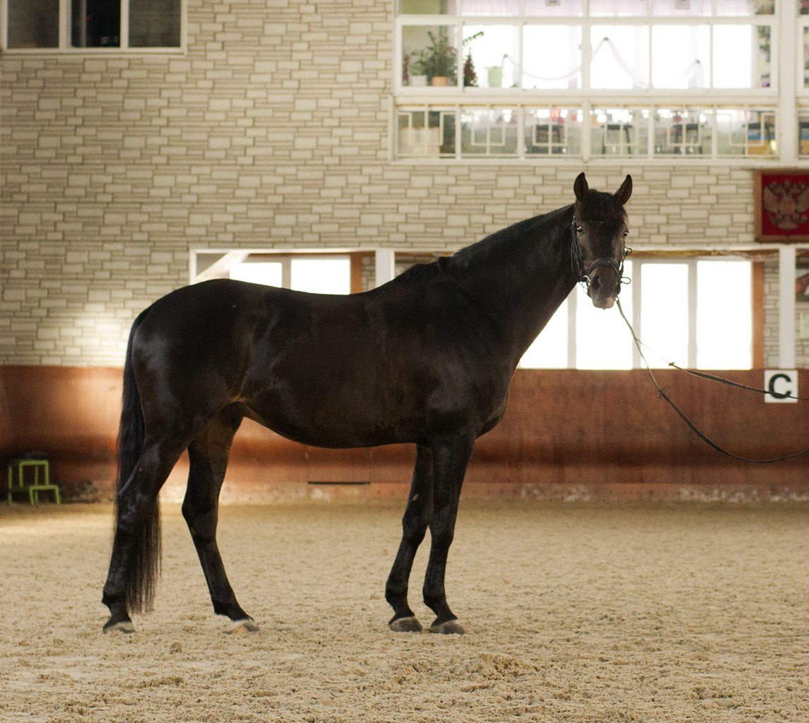 Украинская верховая.jpg