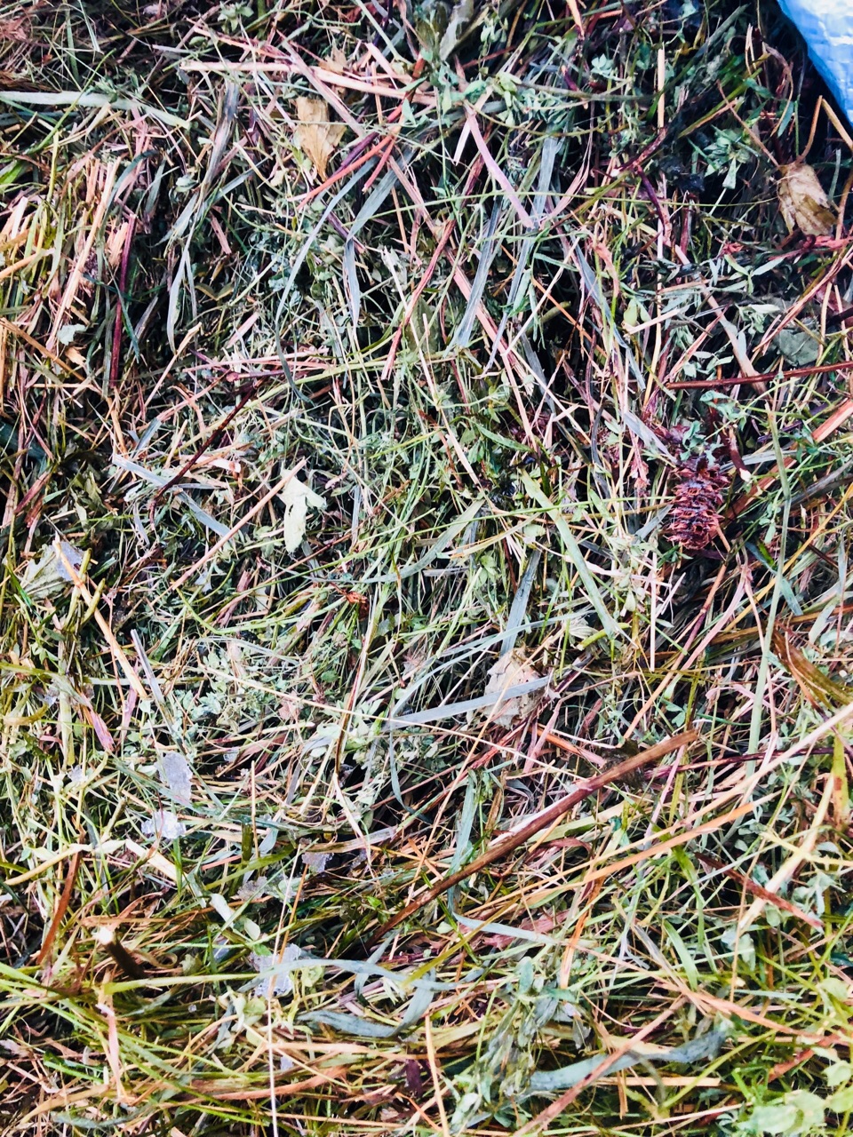 upload_2019-12-9_14-28-9.jpeg