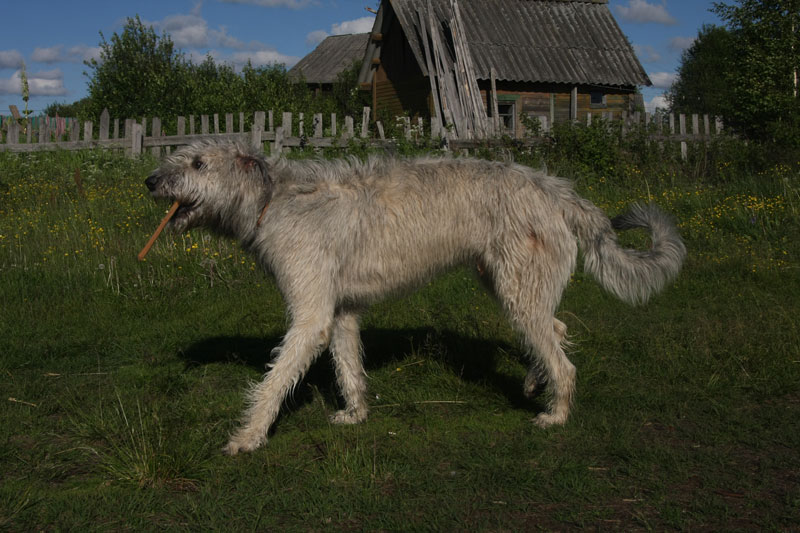 v_7976.jpg
