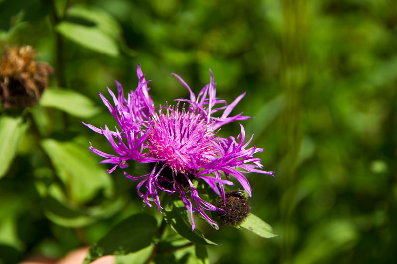 V_9036.jpg