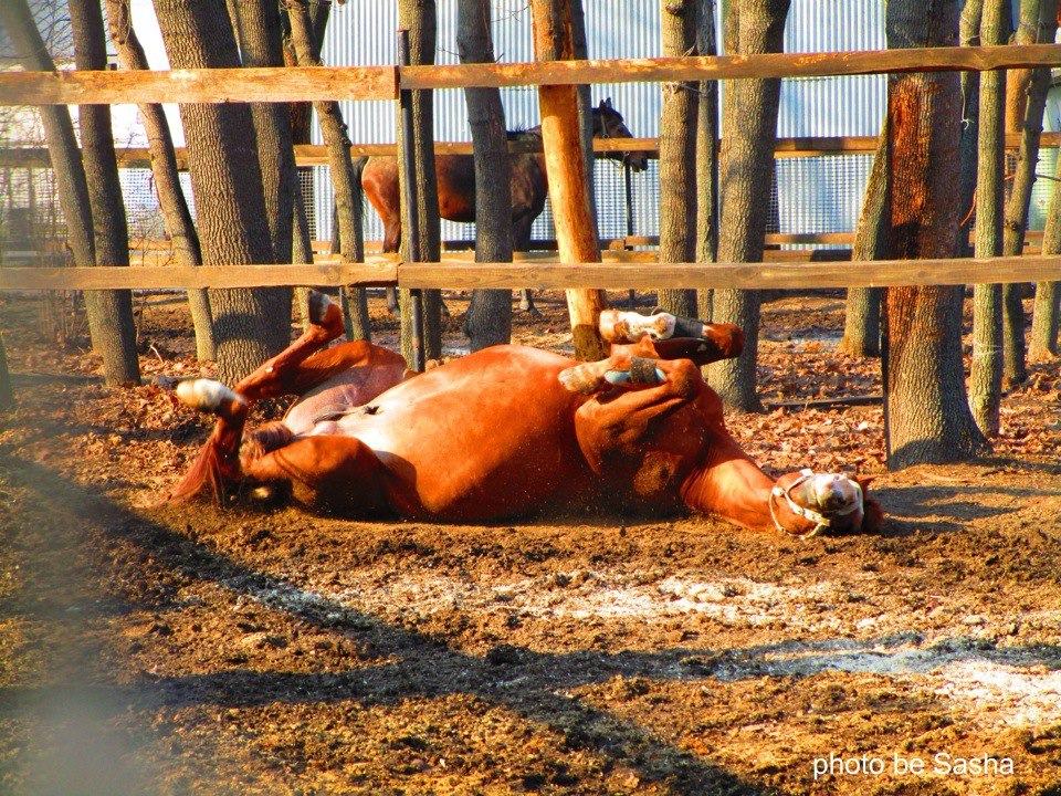 валяемся в леваде.jpg