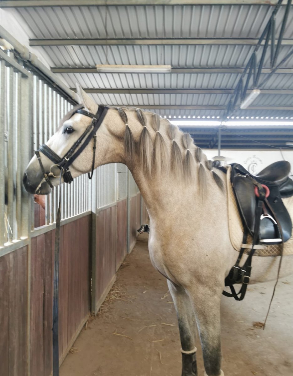 Vandu del Palojo (1).jpeg