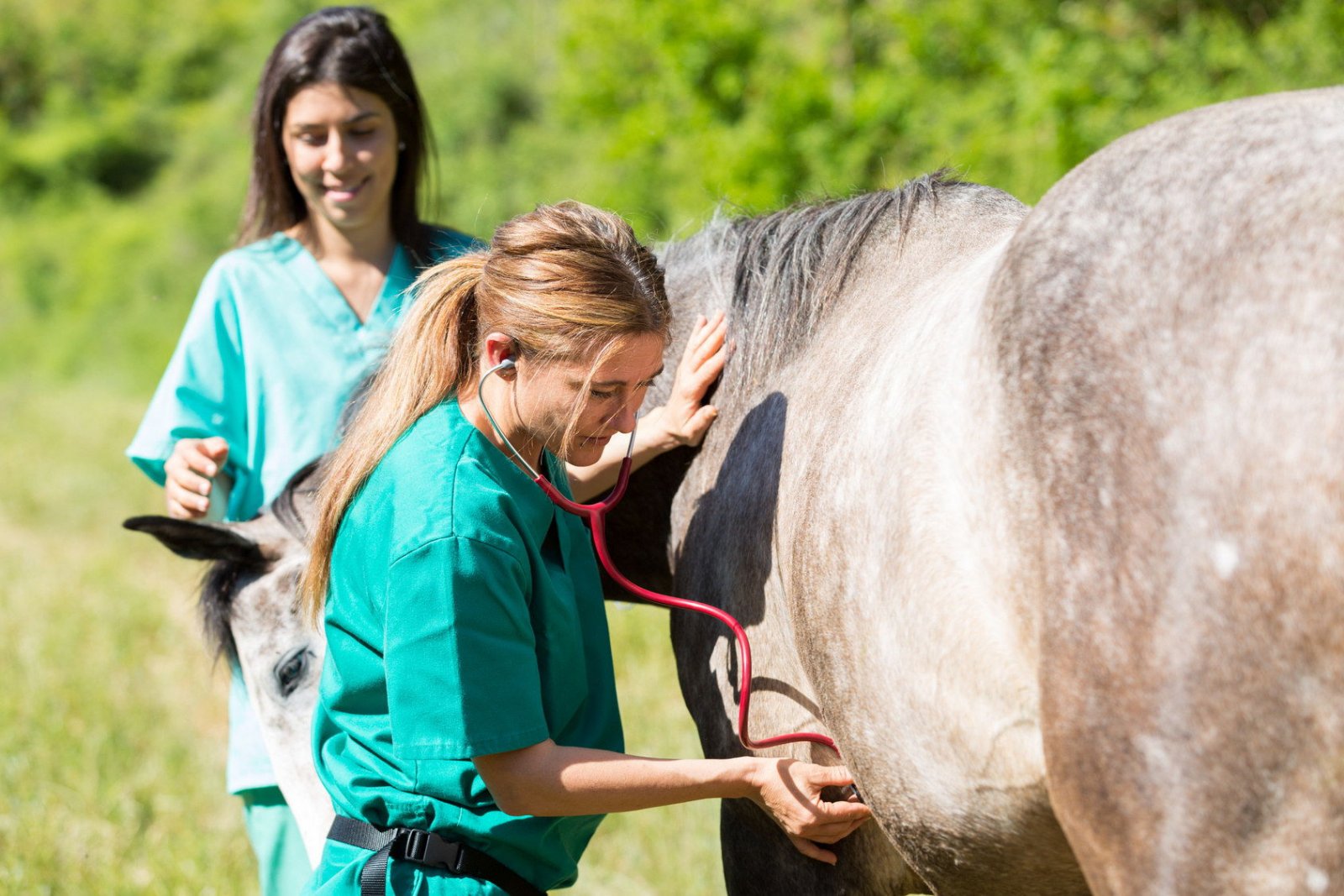 veterinar-dly-loshadi.jpg