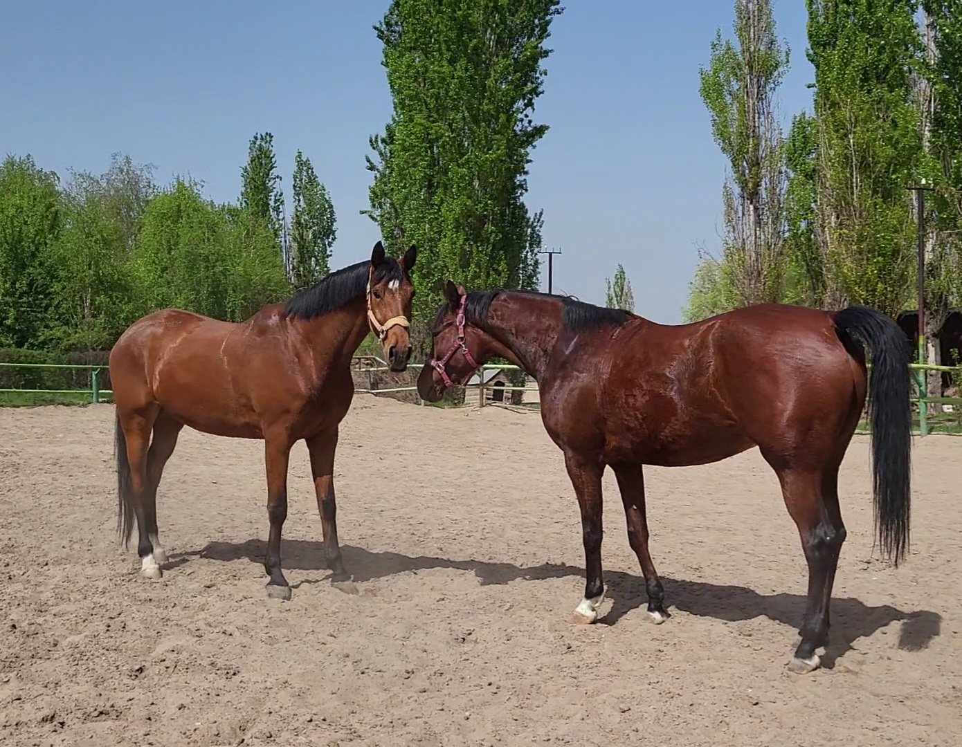 VideoCapture_20230512-093850.jpg