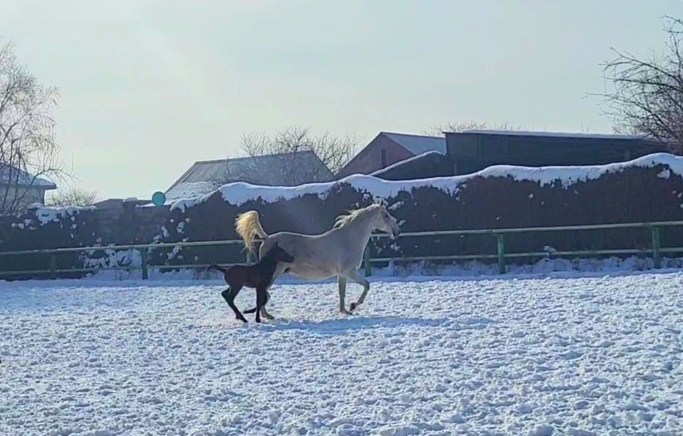 VideoCapture_20240207-081832.jpg