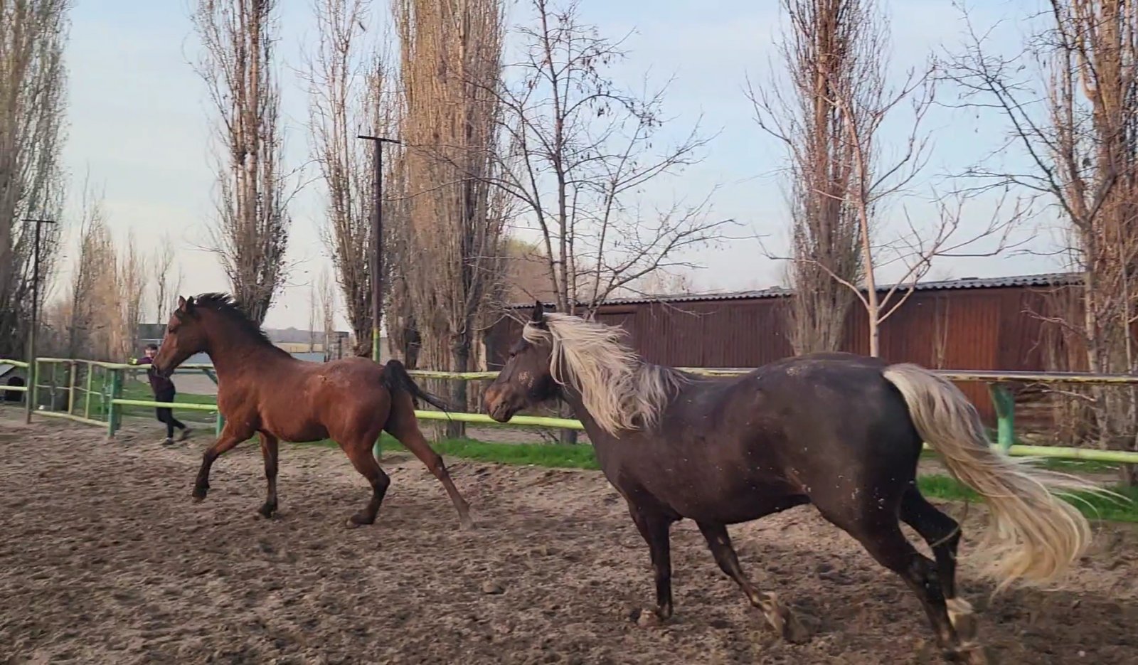 VideoCapture_20240412-072216.jpg