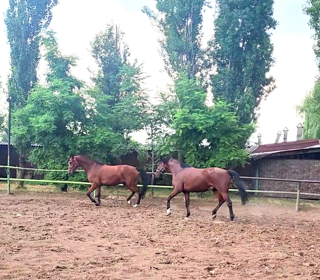 VideoCapture_20240613-104000.jpg