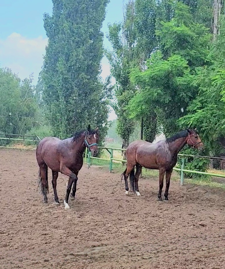 VideoCapture_20240613-110639.jpg