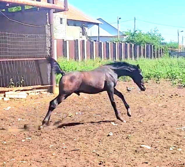 VideoCapture_20240620-132235.jpg
