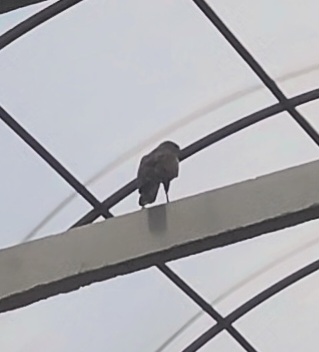 VideoCapture_20250706-072420.jpg