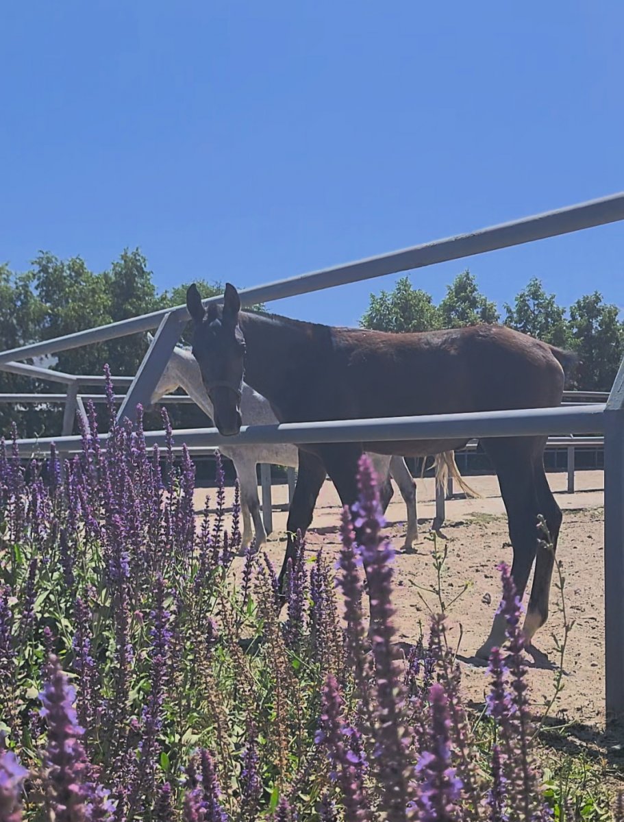 VideoCapture_20250706-154407.jpg