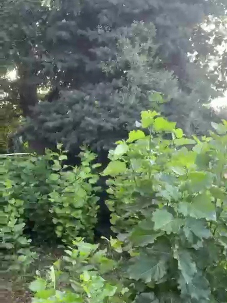 VideoCapture_20250723-074318.jpg