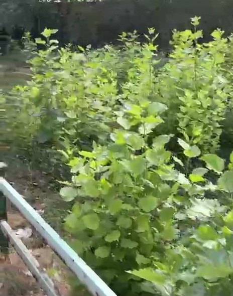 VideoCapture_20250723-074355.jpg