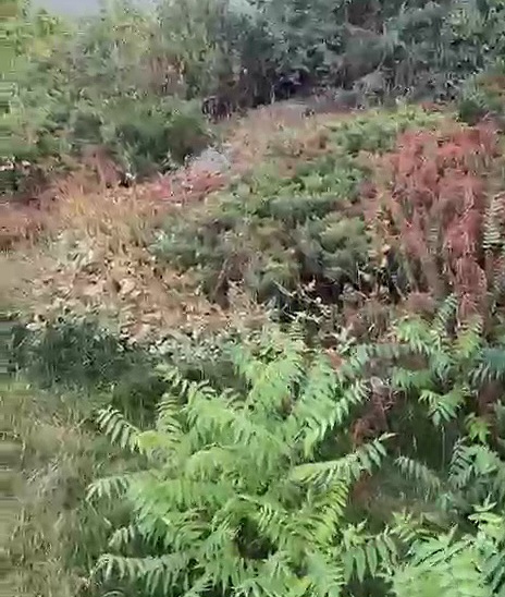 VideoCapture_20250723-074417.jpg