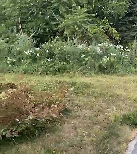VideoCapture_20250723-074444.jpg