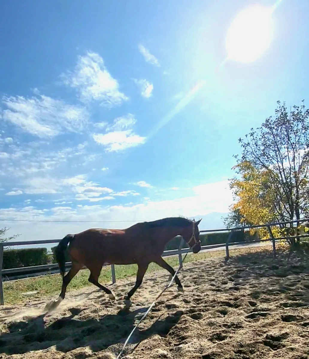 VideoCapture_20261009-224910.webp