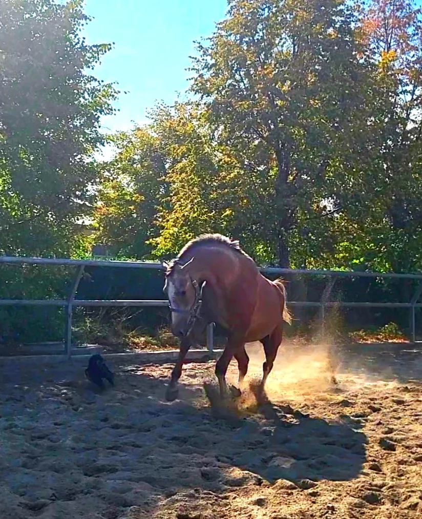 VideoCapture_20261010-123518.webp