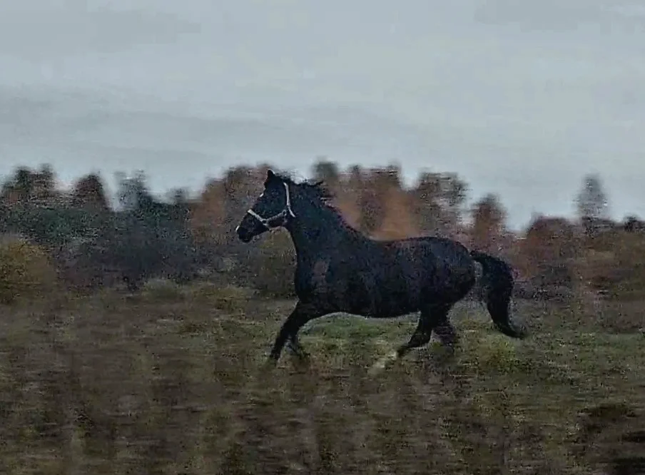 VideoCapture_20261011-181623.webp