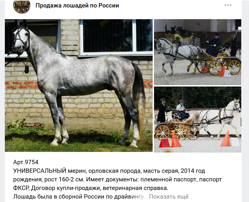 VK_орловец.png