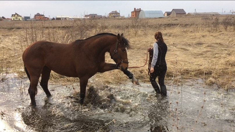 VK_Saved_Photo_ 636274069953519551.jpg