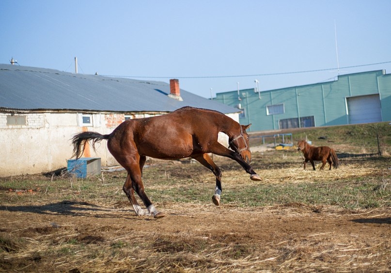 VK_Saved_Photo_ 636279743047510296.jpg