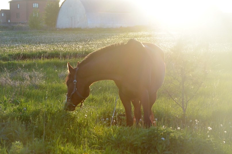 VK_Saved_Photo_ 636320843179610234.jpg