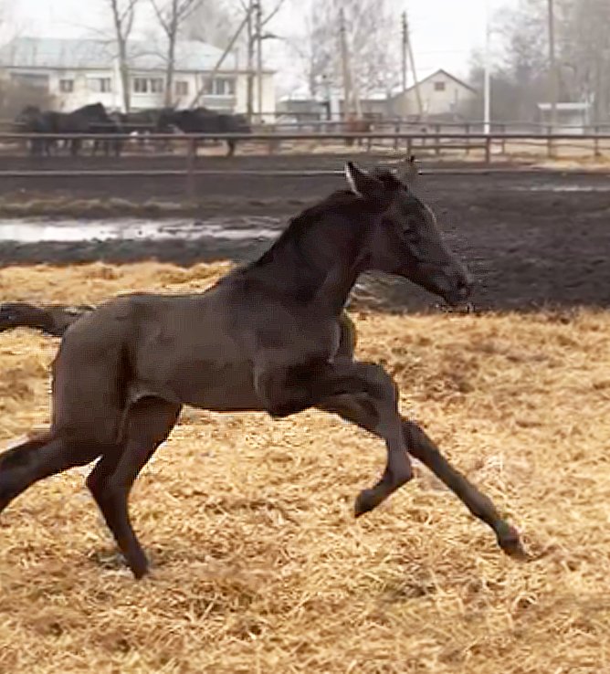 Вообраз-Провинция коб.jpg