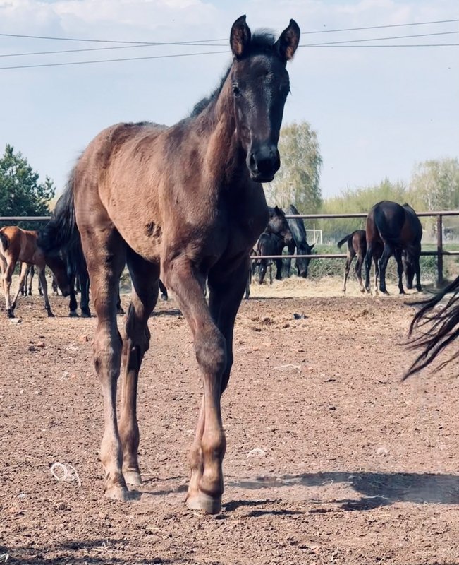 Вообраз-Провинция коб2.jpg