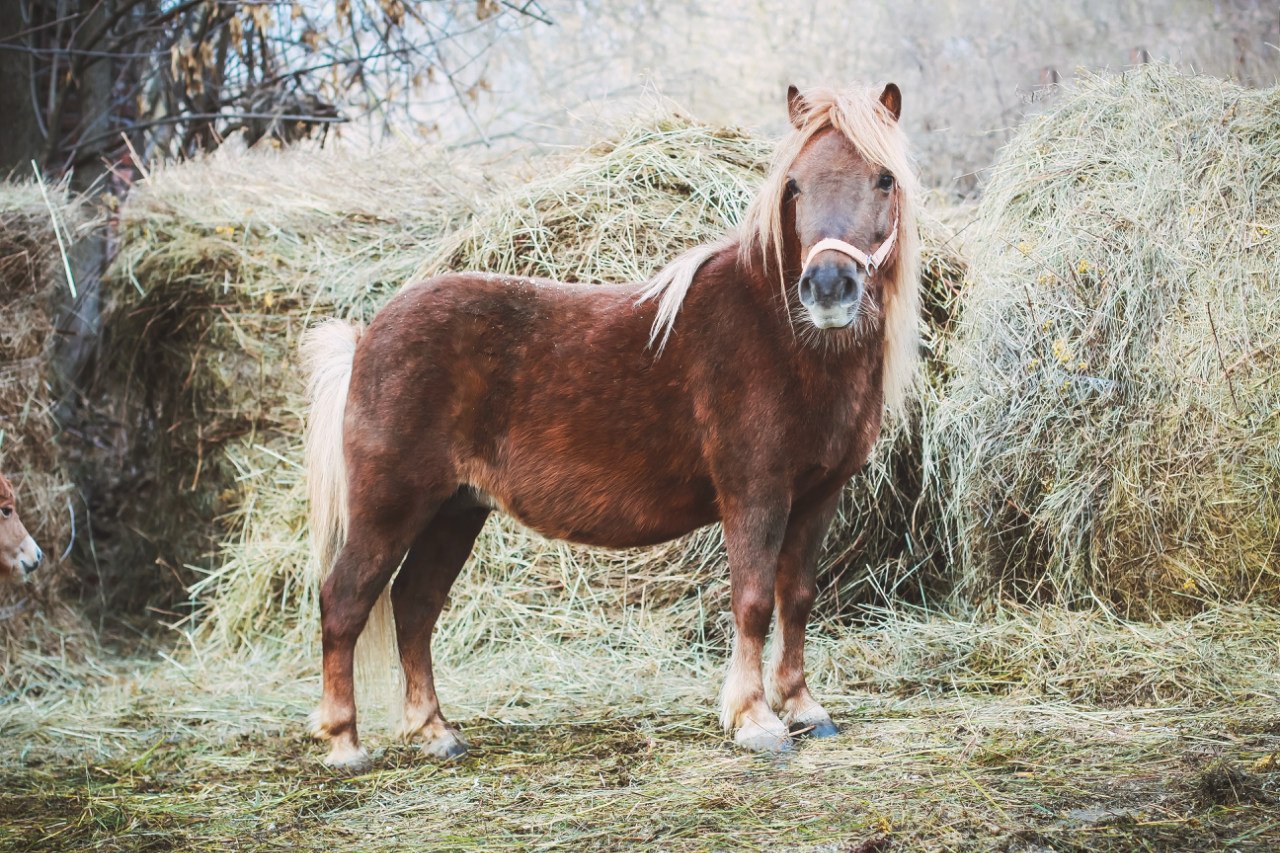 Выдумка (Марс-Венеция).jpg