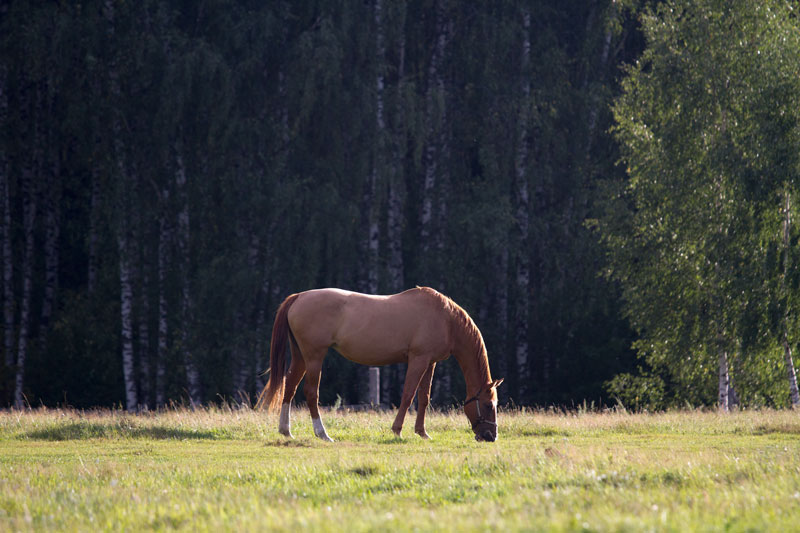 W_4000.jpg
