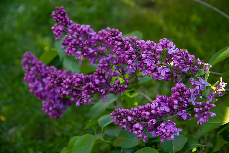 W_7896.jpg