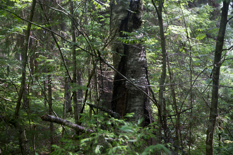 W_8307.jpg
