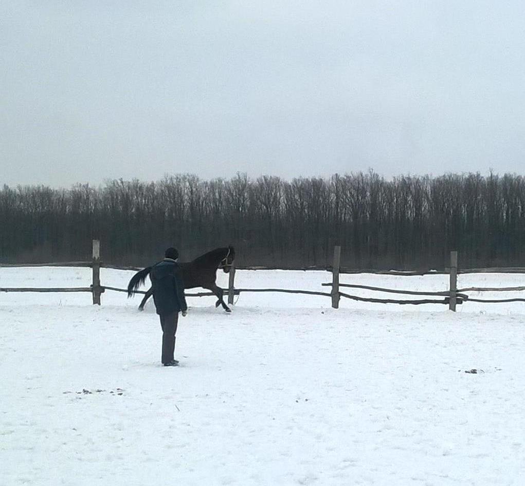 wp_20170128_15_34_57_pro.jpg