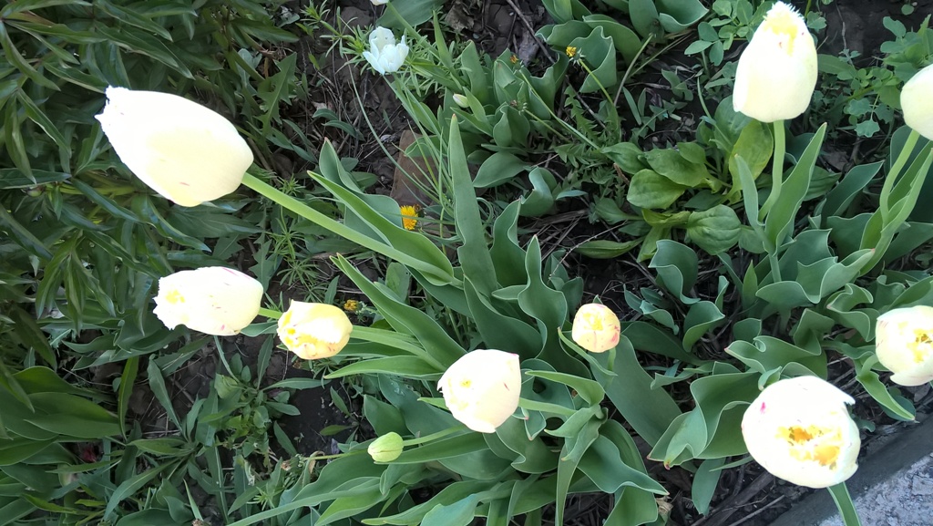 WP_20170513_17_43_48_Pro.jpg WP_20170513_17_43_48_Pro.jpg