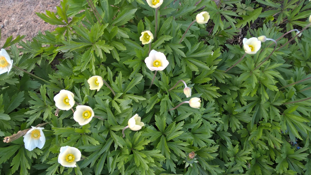 WP_20170515_17_30_38_Pro.jpg WP_20170515_17_30_38_Pro.jpg