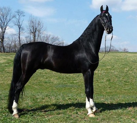 wpid-amerikanskiy-sedlbred-maple-s-legacy_i_3.jpg