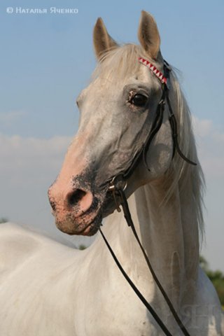 x_153689dc.jpg