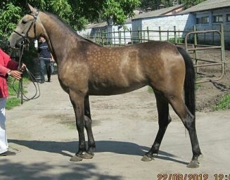 YAsya bulanaya_327x256.jpg
