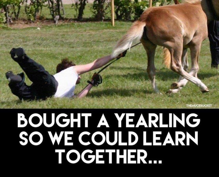 yearling.jpg
