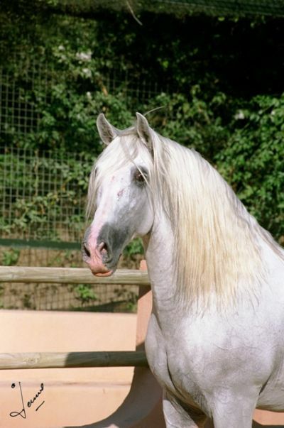 еврей.jpg