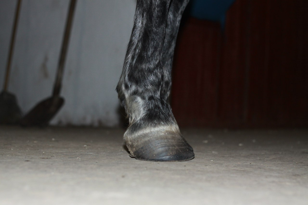 Huge surge' in laminitis cases: vets urge vigilance - Horse & Hound