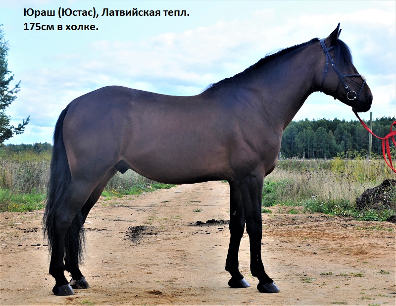 Юраш.jpg