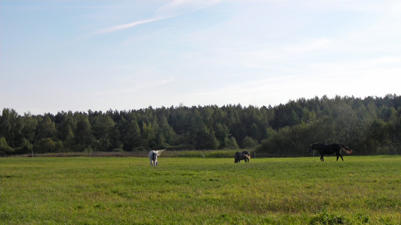 z_6ab5540e.jpg