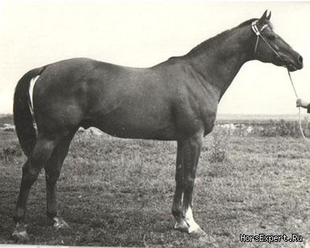 Zagon-zk1.jpg