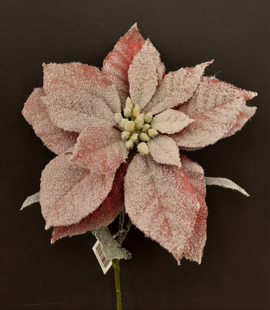 заснеженная пуансеттия.jpg